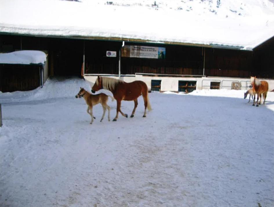Merryshof Sankt Ulrich am Pillersee Extérieur photo